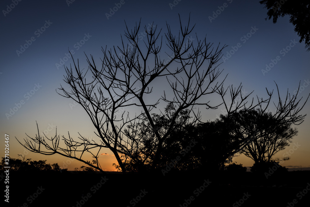 Naklejka premium unset, tree, sun, sky, silhouette, clouds, landscape, sunrise, trees, nature, dusk, orange, evening, beautiful, red, dawn, safari, colorful, blue, acacia