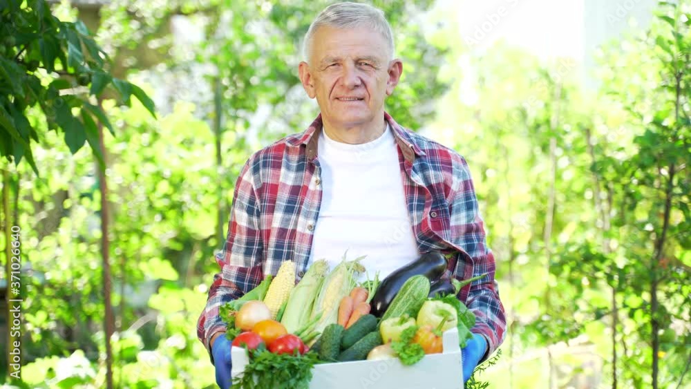 senior retired man holding a box of vegetables. Farmer stands in the garden with home growing vegetables. on a green nature background of plants and trees. concept of healthy food and natural products senior retired man holding a box of vegetables. Farmer stands in the garden with home growing vegetables. on a green nature background of plants and trees. concept of healthy food and natural products