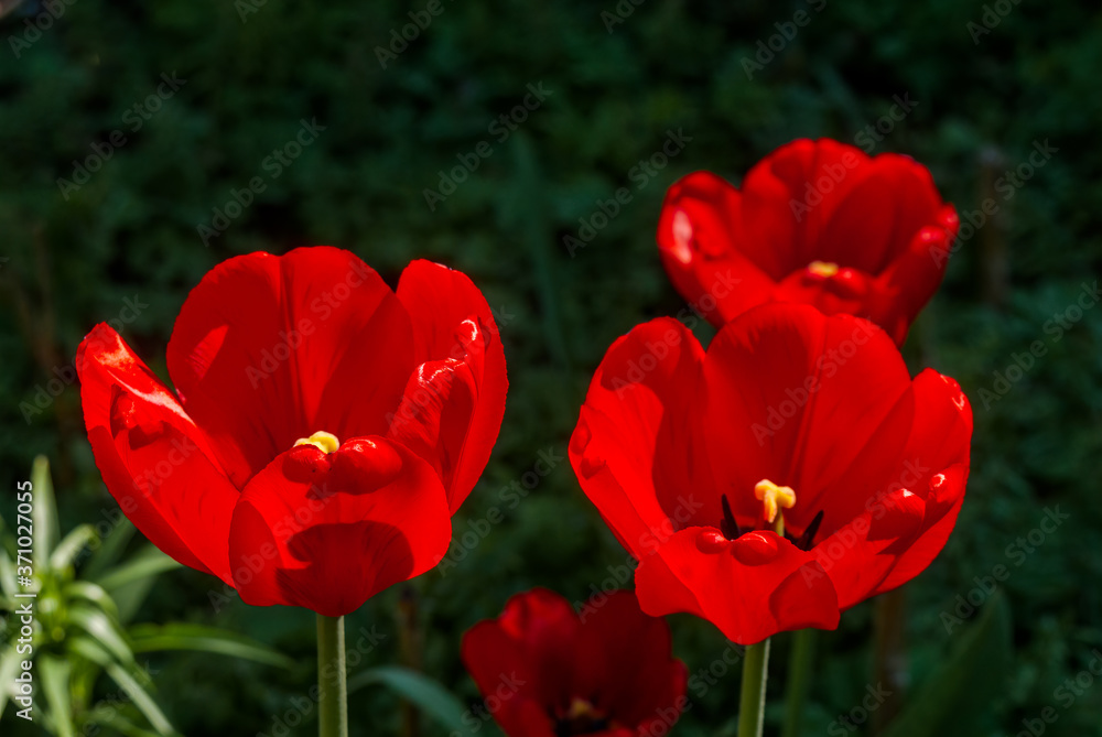 Tulip Cultivar (Tulipa hybrida) in park Tulip Cultivar (Tulipa hybrida) in park