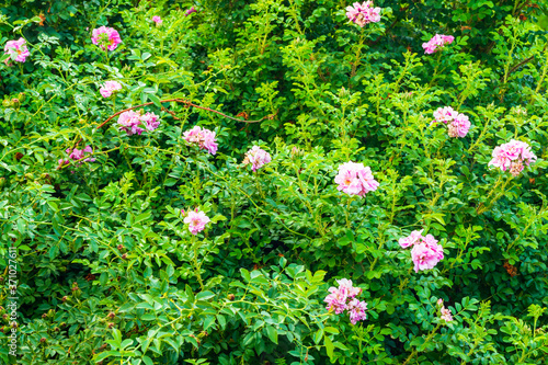 Fototapeta Naklejka Na Ścianę i Meble -  Beautiful light pink flowers on a sunny day.