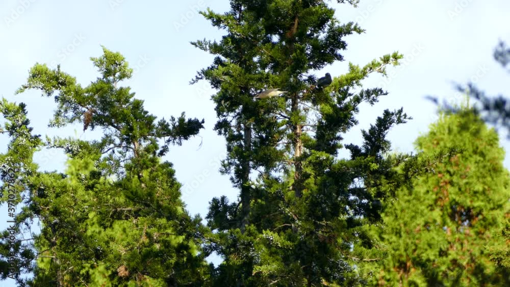 Birds feed of a tree like any regular nature behavior observed in the wild Birds feed of a tree like any regular nature behavior observed in the wild