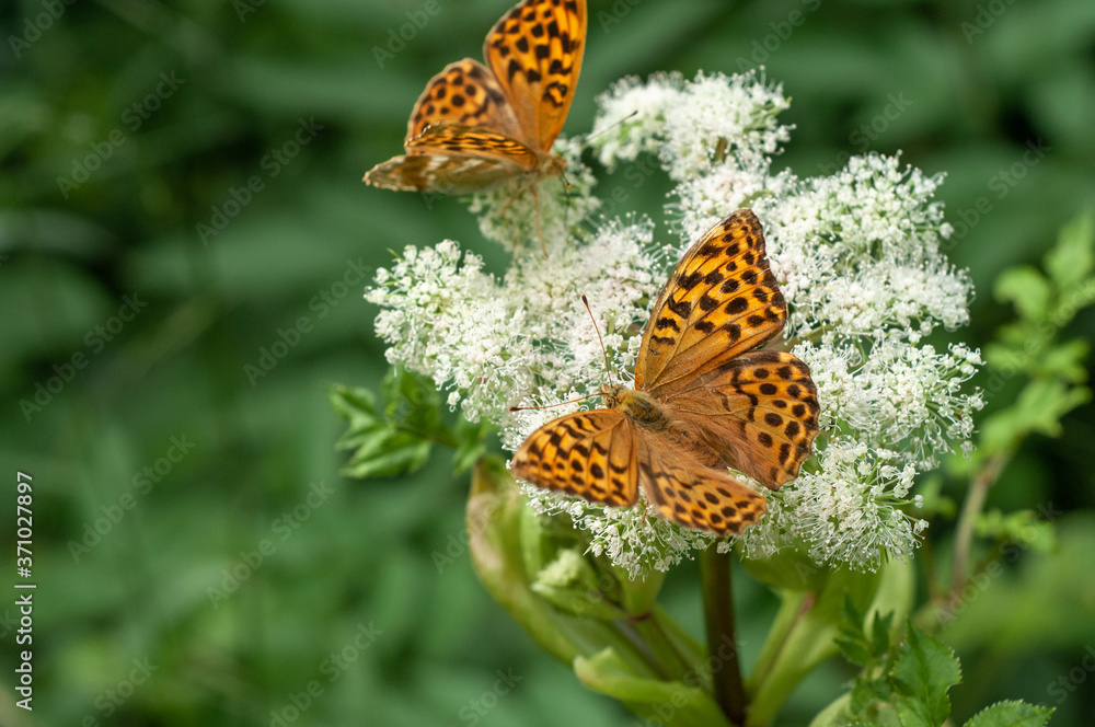 Beautiful orange, dotted butterfly on a wild carrot flower, silver-washed fritillary, Argynnis Paphia, Europe Beautiful orange, dotted butterfly on a wild carrot flower, silver-washed fritillary, Argynnis Paphia, Europe