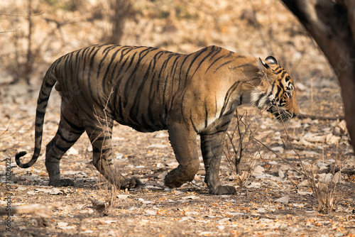 Fototapeta Naklejka Na Ścianę i Meble -  Closeup of a Tiger, Wildlife National Tiger Reserve, India