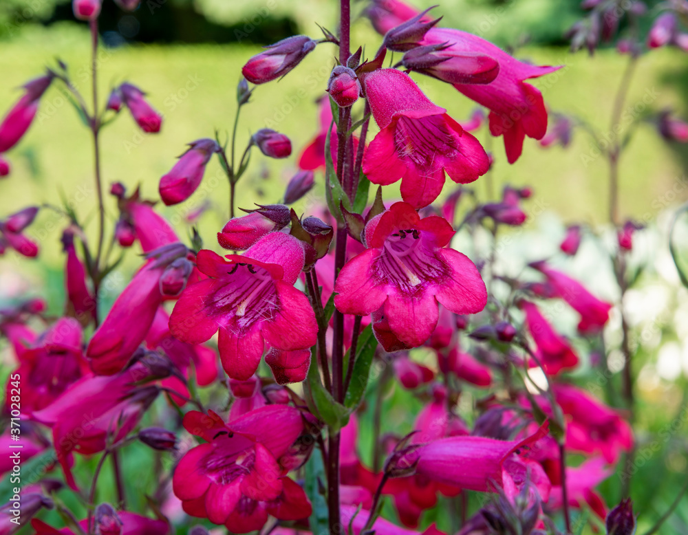 Close up of crimson red Penstemon `Schoenholzeri` (Penstemon 'Firebird) beard-tongue in English cottage garden. Backlit by warm evening sun.