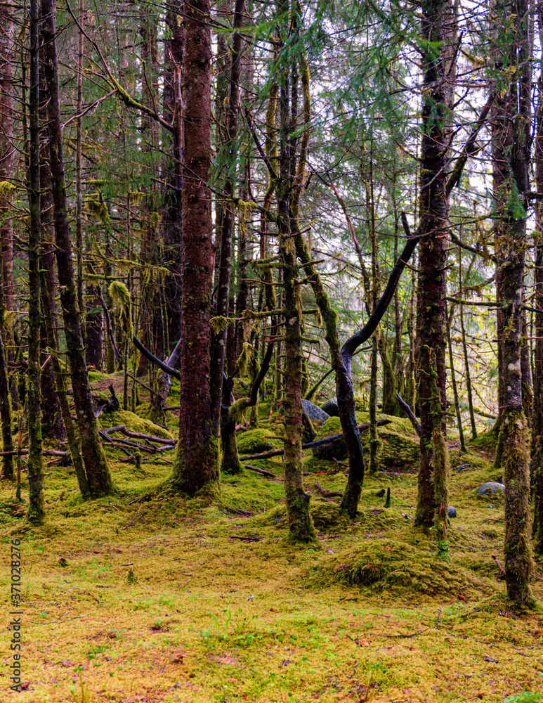 Obraz premium Trees in the Rain Forest