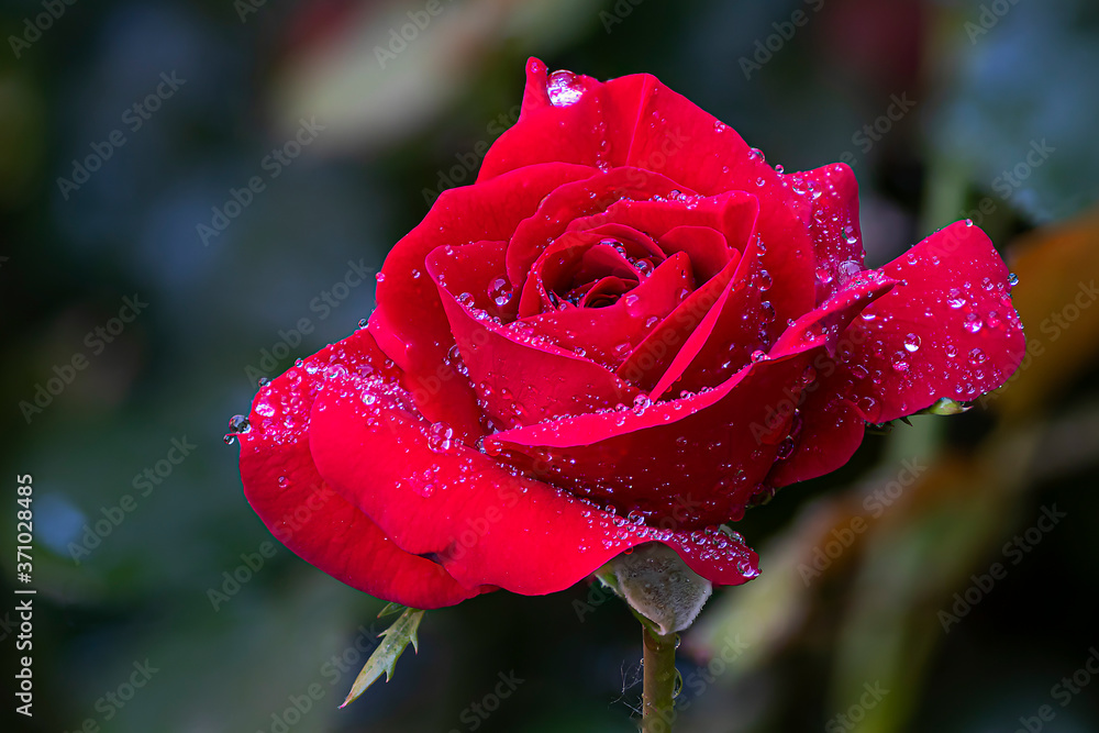 una rosa rossa bagnata dalla rugiada Stock Photo | Adobe Stock