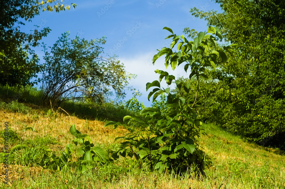 View of a meadow with a bush on a summer day