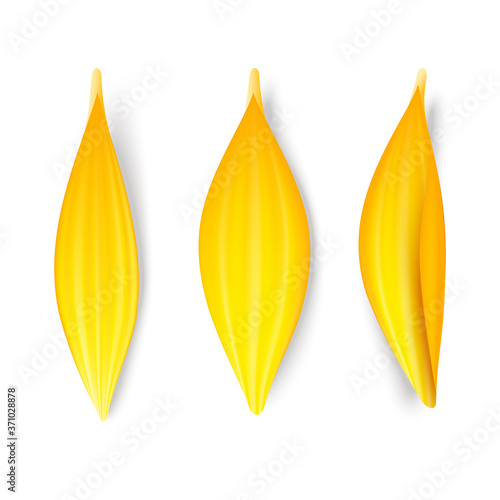 Set of sunflower or chrysanthemum flower petals isolated on white background. Vector illustration.