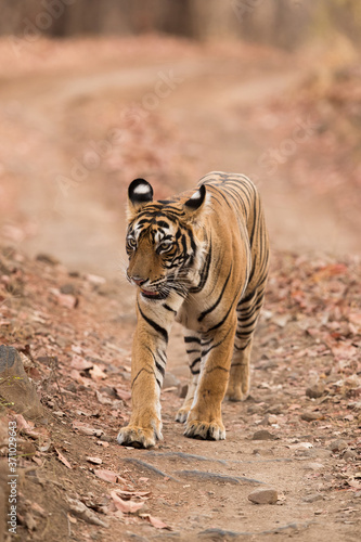 Tiger cub on the mudtrack of Wildlife National Tiger Reserve, India