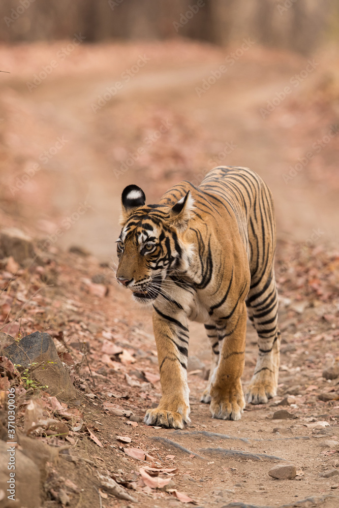Tigress Noor cub walking at Wildlife National Tiger Reserve, India Tigress Noor cub walking at Wildlife National Tiger Reserve, India