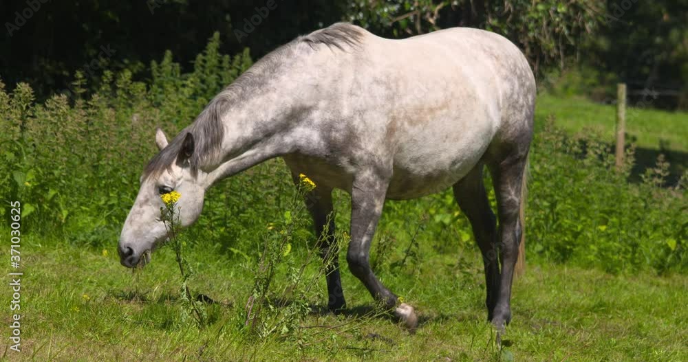 Dappled grey white horse grazing eating grass summer sun tail swish slow motion Dappled grey white horse grazing eating grass summer sun tail swish slow motion