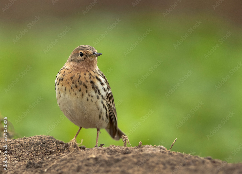 Fototapeta premium Closeup of Red-throated pipit, Bahrain