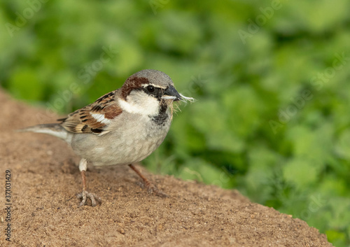 House sparrow with nesting material, bahrain