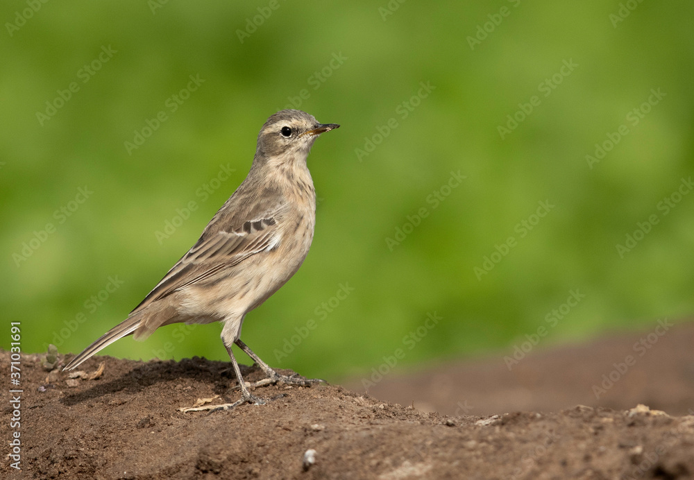 Water pipit in Bahrain farm Water pipit in Bahrain farm
