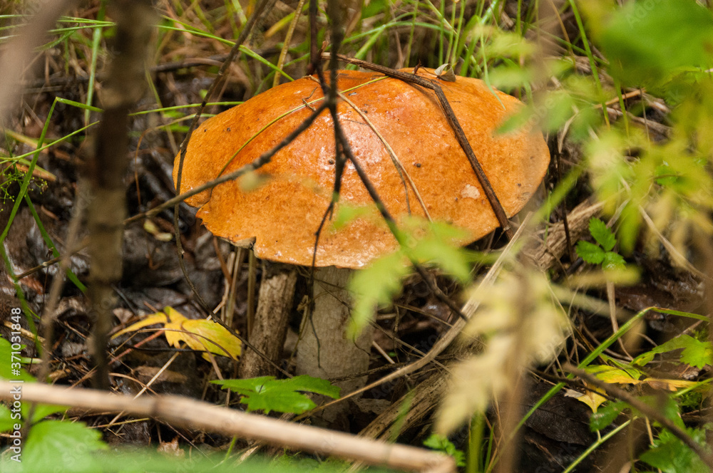 orange cap boletus orange cap boletus
