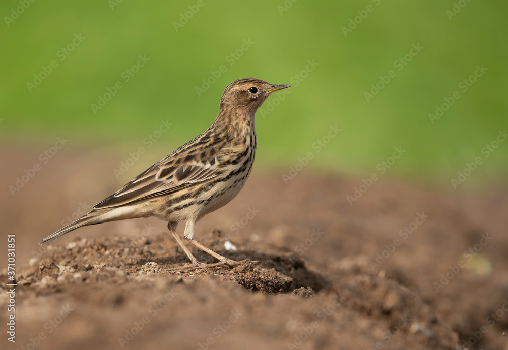 Portrait of a Red-throated pipit, Bahrain Portrait of a Red-throated pipit, Bahrain