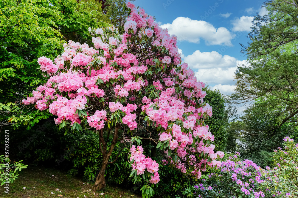 Blooming giant rhododendrons.Rhododendron is a genus of 1,024 species of woody plants in the heath family, either evergreen or deciduous, and found mainly in Asia.