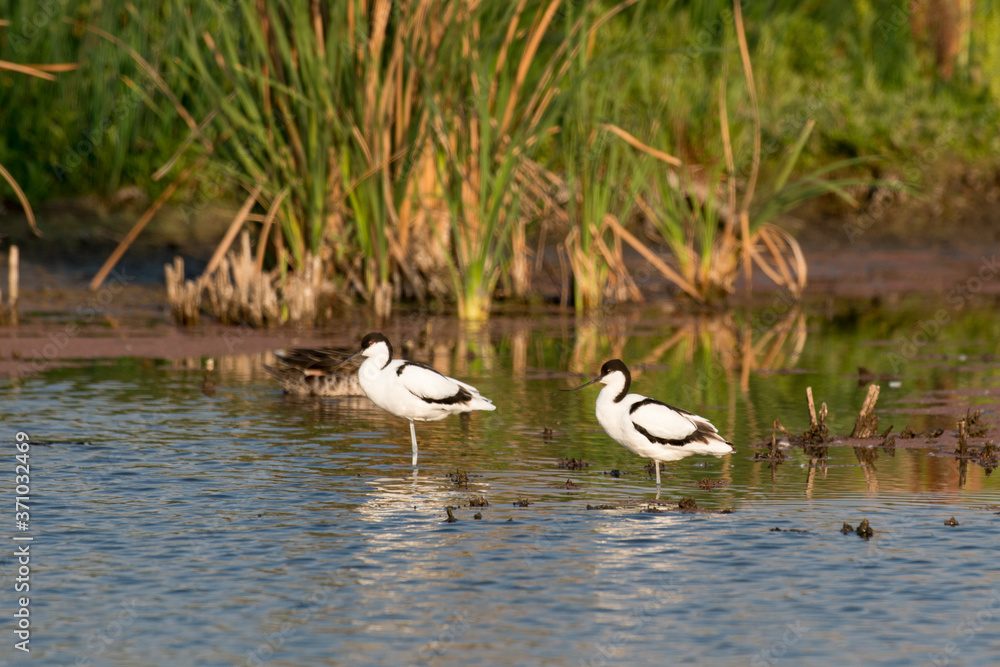 Avocette élégante, Recurvirostra avosetta, Pied Avocet Avocette élégante, Recurvirostra avosetta, Pied Avocet