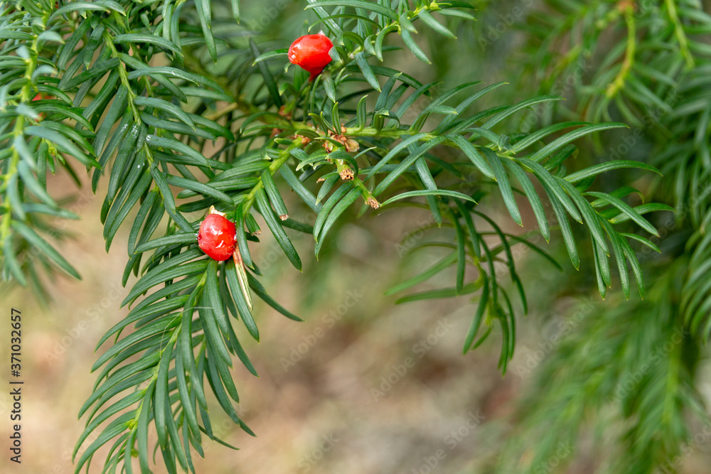 Fotografie the canada yew plant