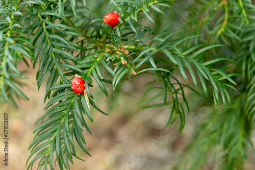 the canada yew plant