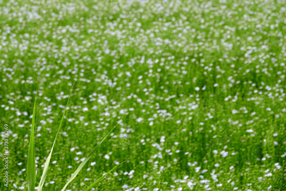 Purple plant with green branches. Reed grass on the side. full frame. Netherlands, Renesse. Purple plant with green branches. Reed grass on the side. full frame. Netherlands, Renesse.
