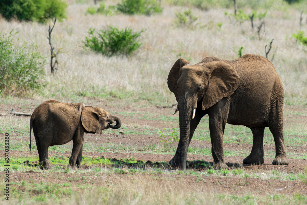 Éléphant d'Afrique, femelle et jeune, Loxodonta africana, Parc national Kruger, Afrique du Sud