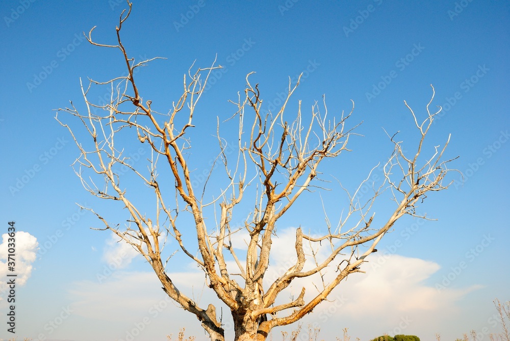 Obraz premium Branches of a dry tree with blue sky and clouds on the background in Cyprus