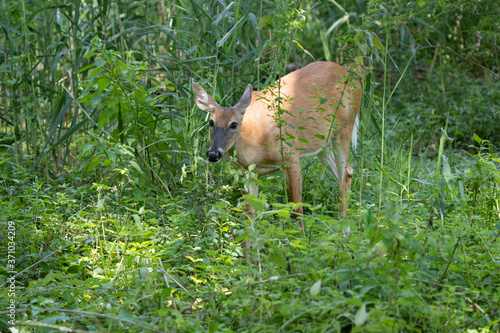 mature doe calmy eats in the woods on a sunny day in the park
