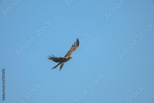 black kite in flight