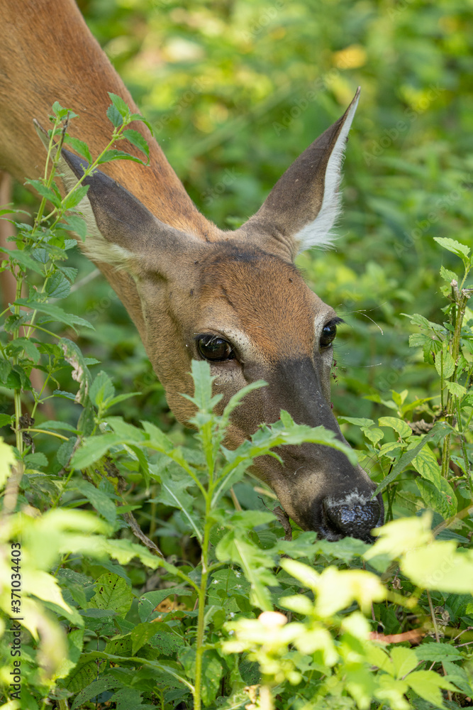 Fototapeta premium mature doe calmy eats in the woods on a sunny day in the park