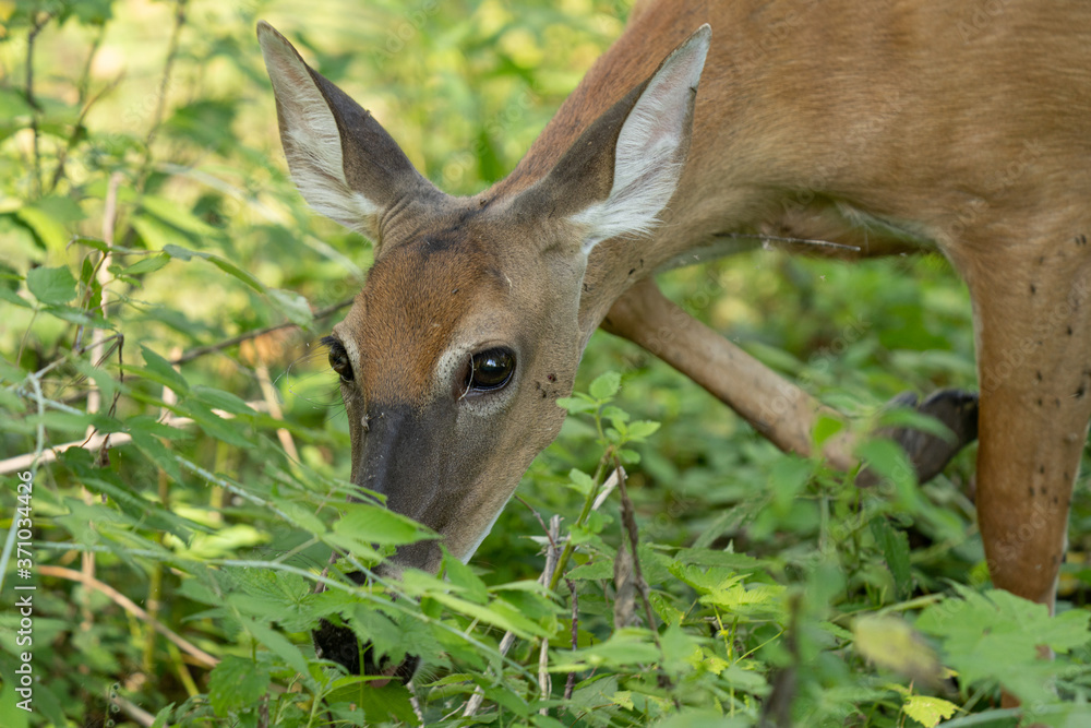 Fototapeta premium mature doe calmy eats in the woods on a sunny day in the park