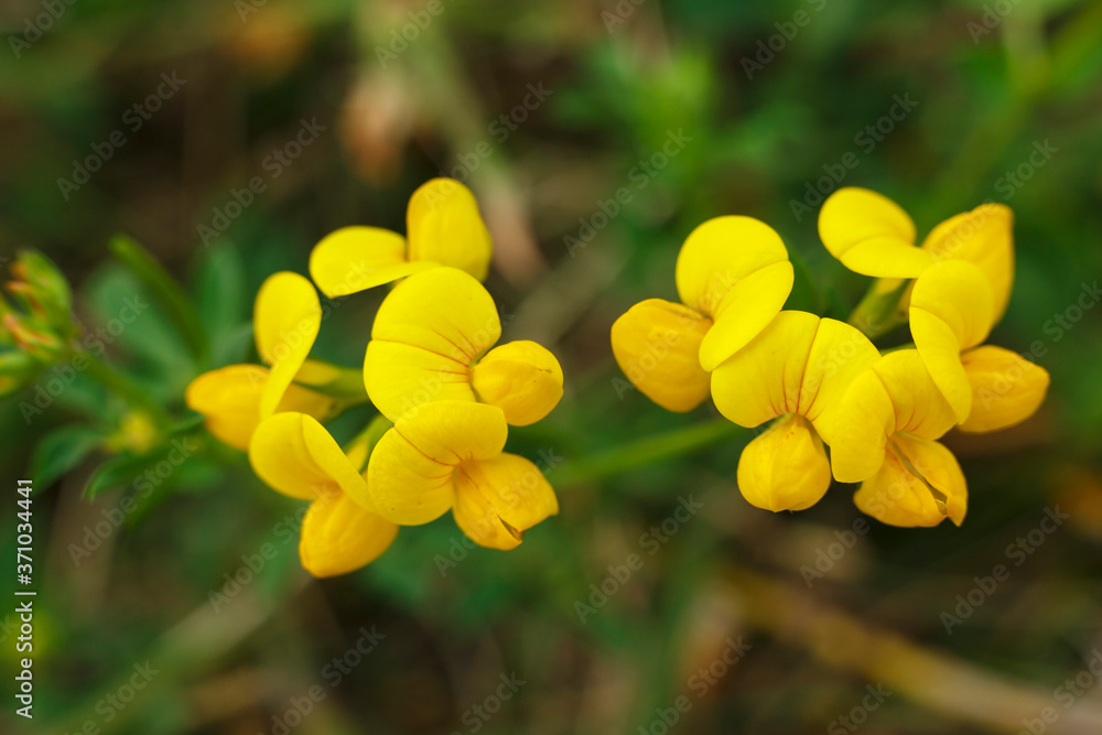 Gewöhnlicher Hornklee (Lotus corniculatus) in der Wiese auf der Schwäbischen Alb Gewöhnlicher Hornklee (Lotus corniculatus) in der Wiese auf der Schwäbischen Alb