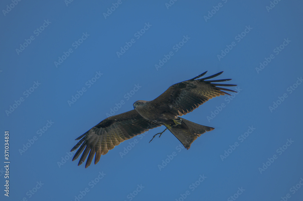 black kite in flight black kite in flight