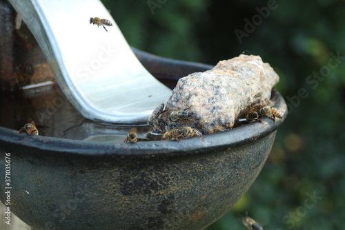 Bees use the cattle trough in high summer temperatures