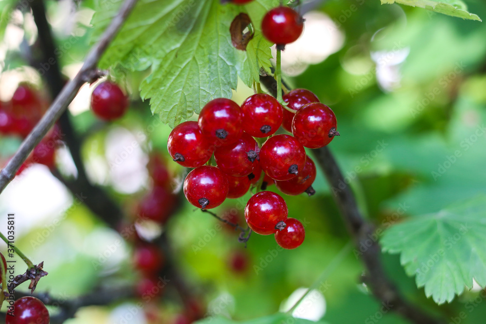 Branch of ripe red currants on blurres green leaves background