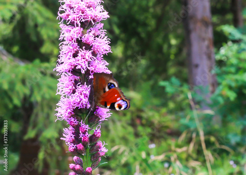 Peacock butterdly on pink liatris flower on forest blurred background photo