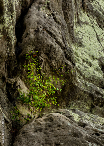 Corby Crags. Northumberland  England UK.