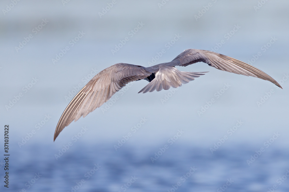 Black tern (Chlidonias niger) foraging and hunting from the sky seen from the back. Black tern (Chlidonias niger) foraging and hunting from the sky seen from the back.
