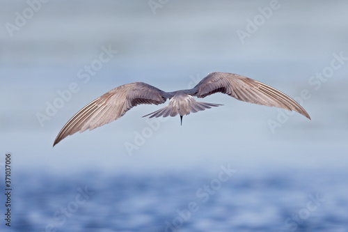 Black tern (Chlidonias niger) foraging and hunting from the sky seen from the back. © Bouke