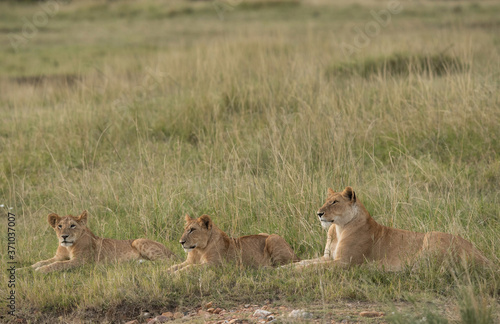 Lioness and her cub resting in the grassland of Savannah, Masai Mara