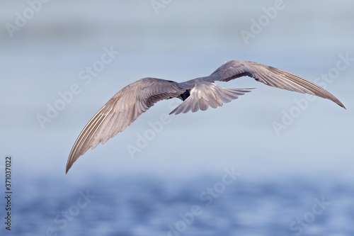 Black tern (Chlidonias niger) foraging and hunting from the sky seen from the back. © Bouke