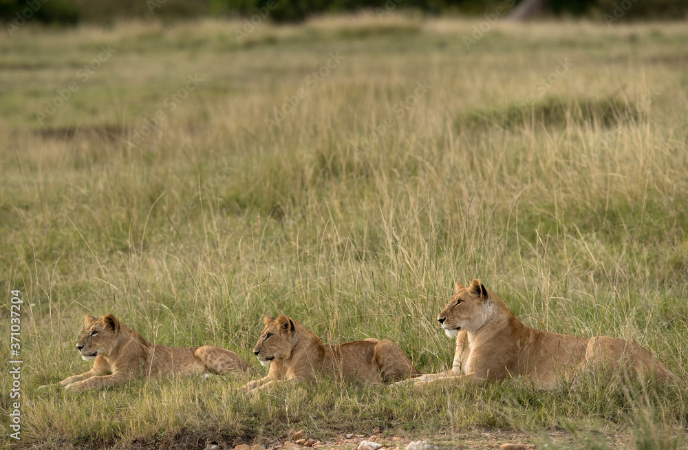 Lioness and her cubs resting in Savannah, Masai Mara Lioness and her cubs resting in Savannah, Masai Mara