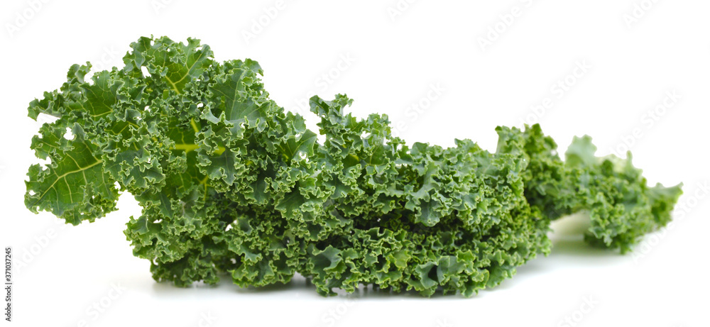 freshly harvested kale cabbage on a white background freshly harvested kale cabbage on a white background
