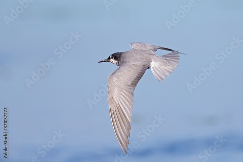 black tern  Chlidonias niger  foraging in the sky above a lake in Germany.