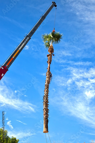Crane Removing Palm Tree