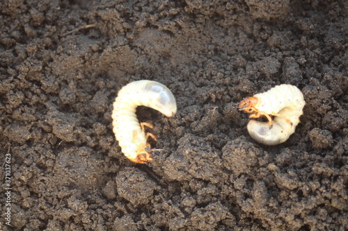 Engerling - cockchafer larvae on the surface of the earth