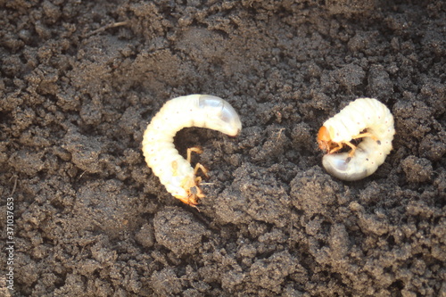 Engerling - cockchafer larvae on the surface of the earth