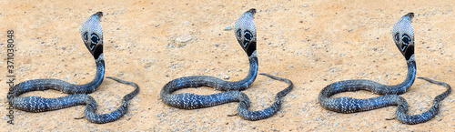 The King Cobra on sand.