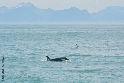 Landscape with a beautiful wild orca ( orcinus /cetacean /killer whale)  and a fulmar in Andenes, north of Norway © Gema