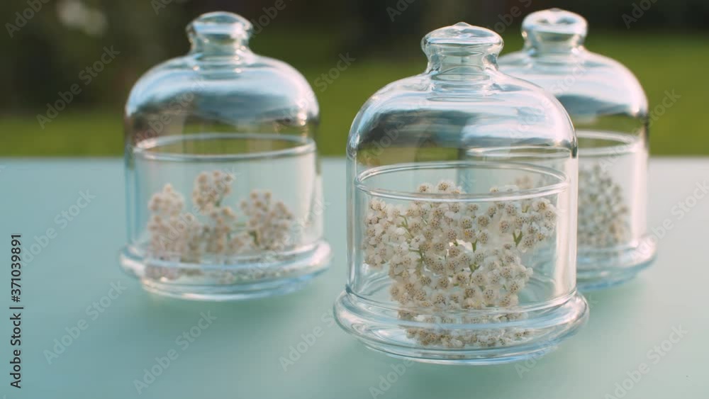 Close up yarrow flowers in glass jars on the table in the garden. Healing herbs. Natural pharmacy and aromatherapy concept. Closeup shot with slide or move camera. Close up yarrow flowers in glass jars on the table in the garden. Healing herbs. Natural pharmacy and aromatherapy concept. Closeup shot with slide or move camera.